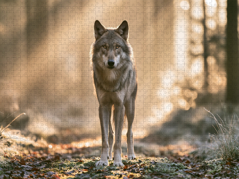 Die Seele des wilden Waldes