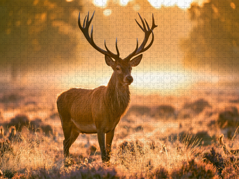 König des goldenen Morgens