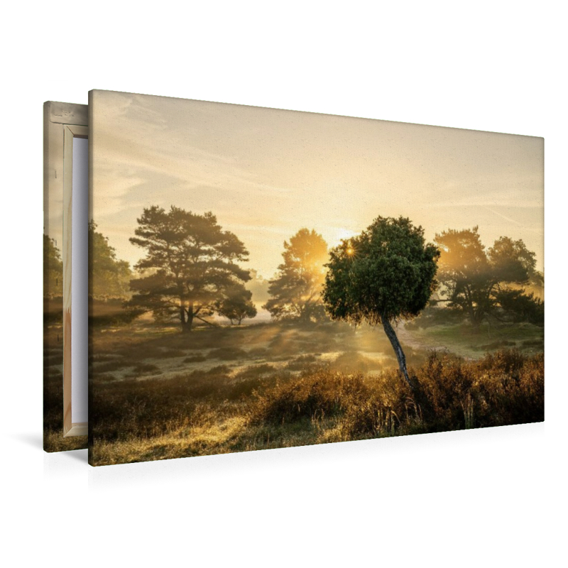 Sonnenaufgang in der Westruper Heide
