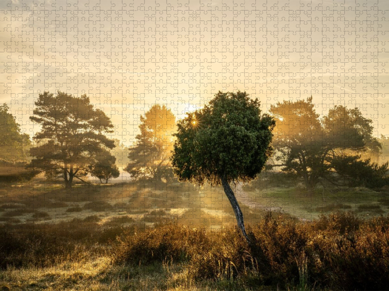 Sonnenaufgang in der Westruper Heide