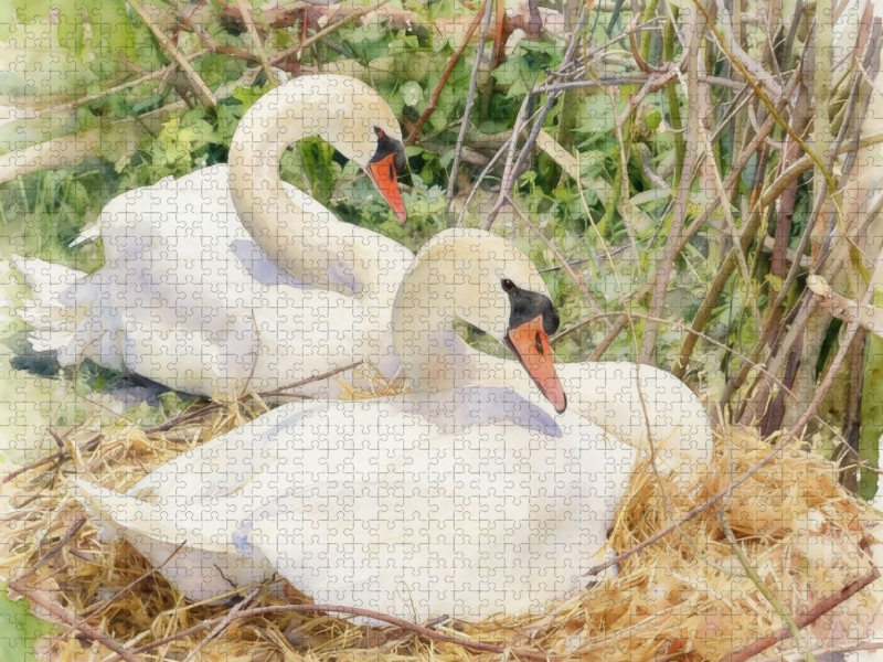 Schwäne auf ihrem Nest