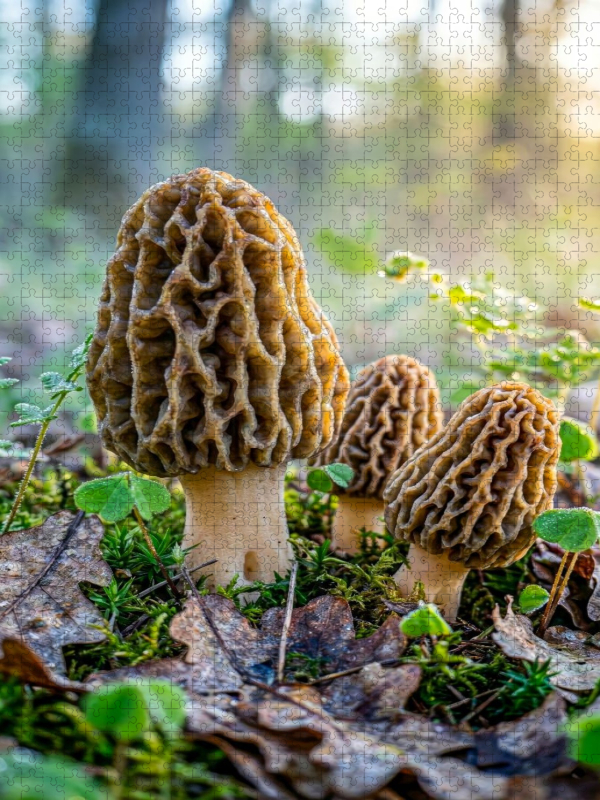 Pilz Porträt Speisemorchel