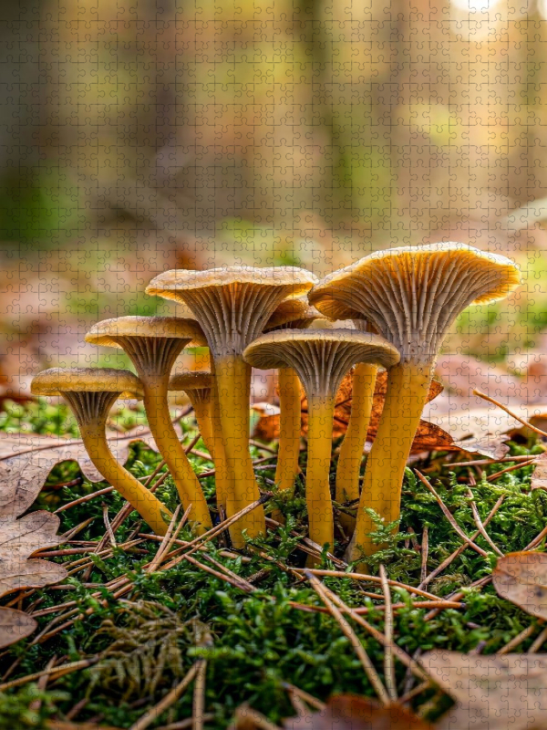 Pilz Porträt Trompetenpfifferling