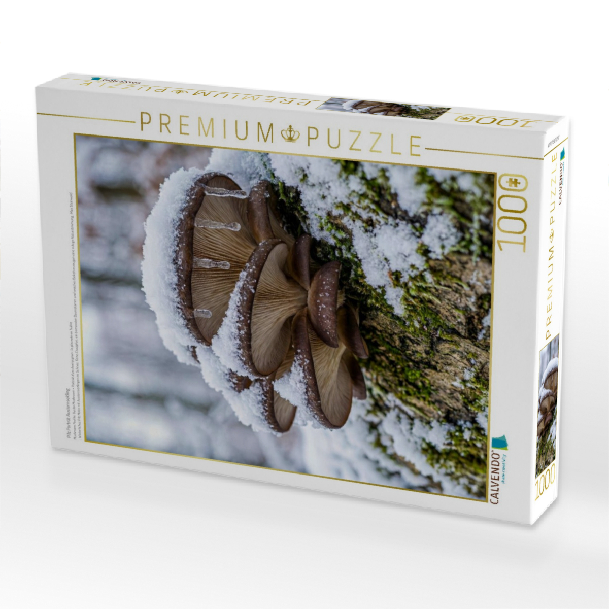 Pilz Porträt Austernseitling