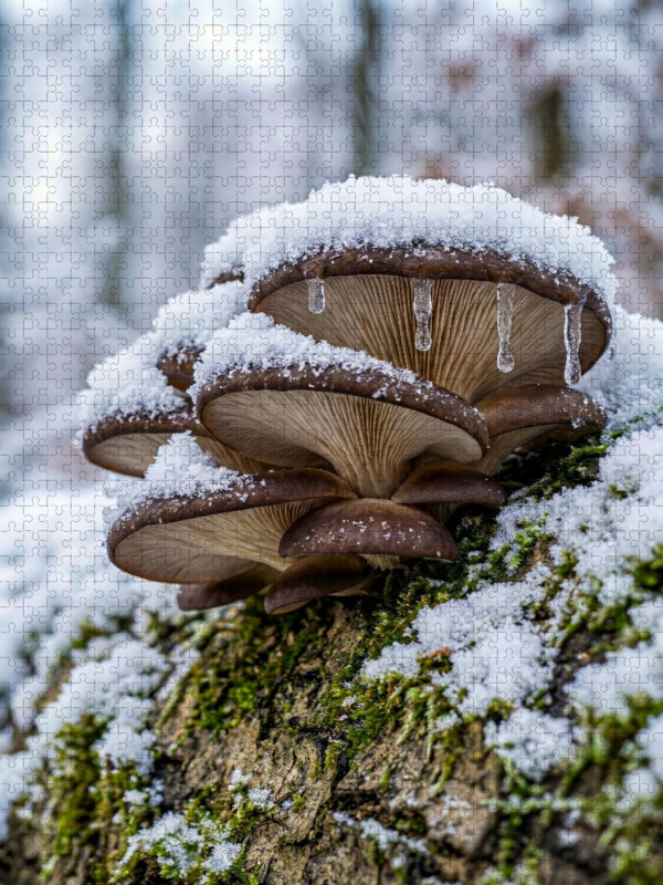 Pilz Porträt Austernseitling