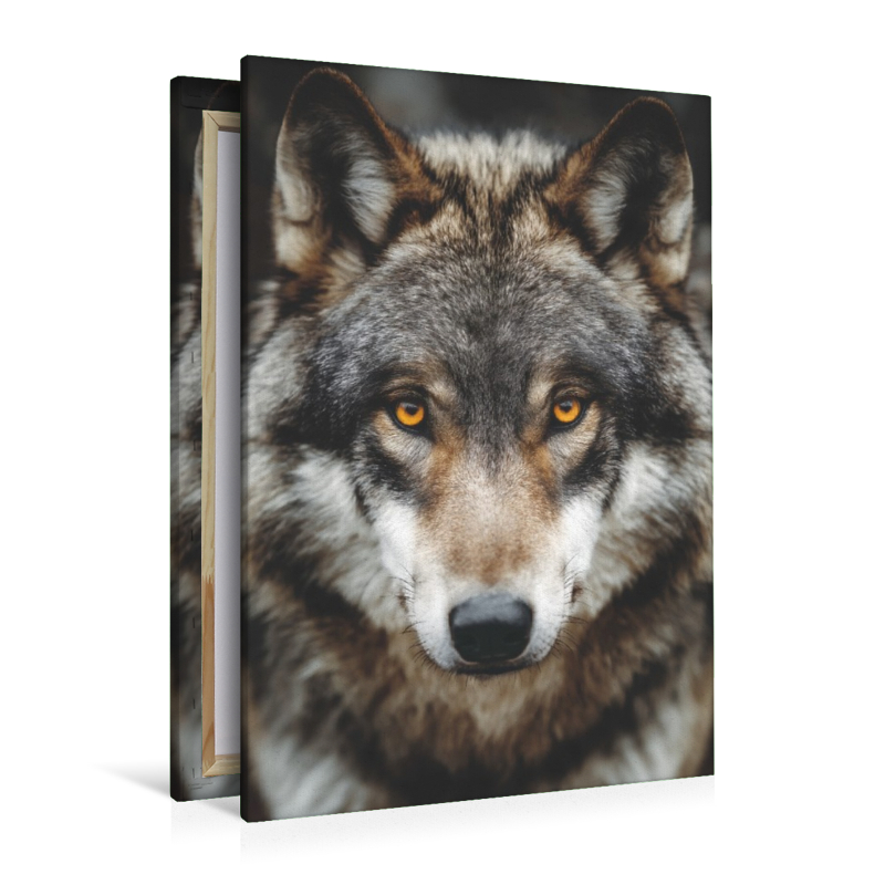 Augen, die die Geheimnisse der Wildnis kennen