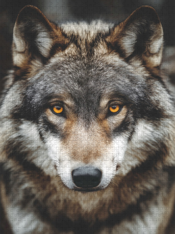 Augen, die die Geheimnisse der Wildnis kennen