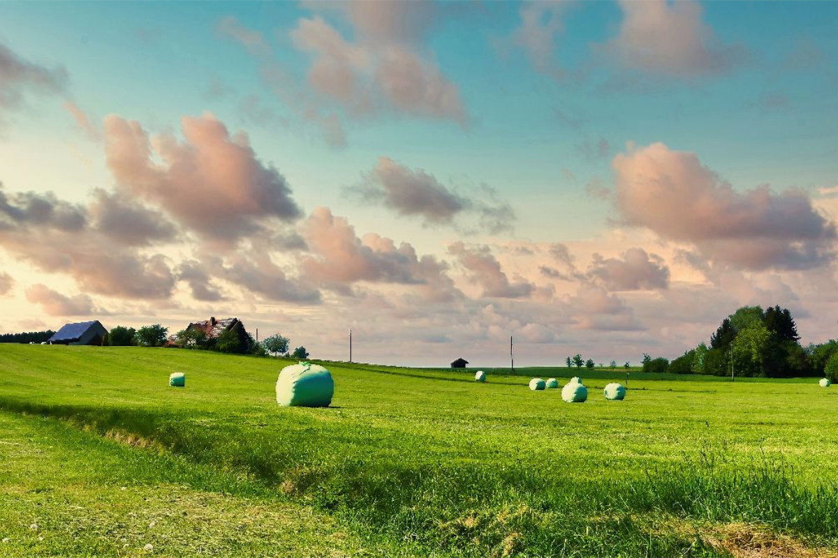 Wiese bei Willmatshofen