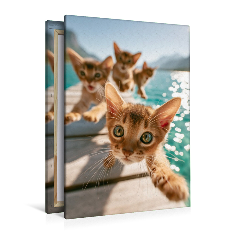 Sommer, Sonne, Katzenabenteuer