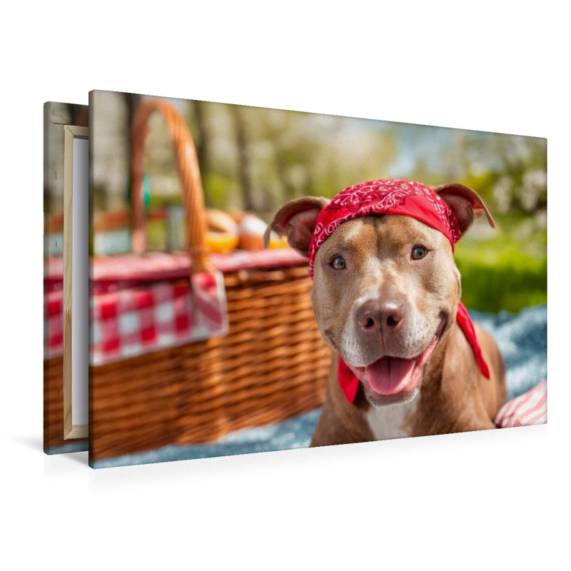 Pitbull - Bereit fürs Picknick