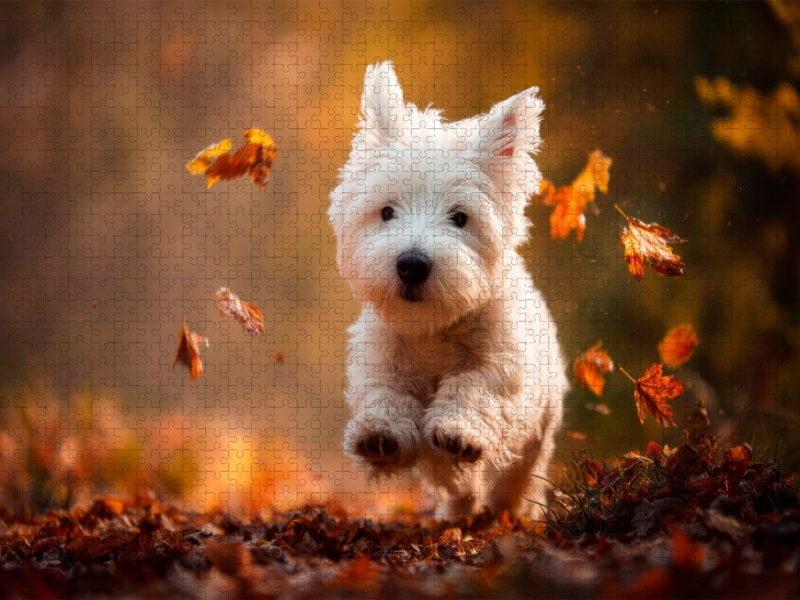 West Highland White Terrier – Lebensfreude im Blättermeer