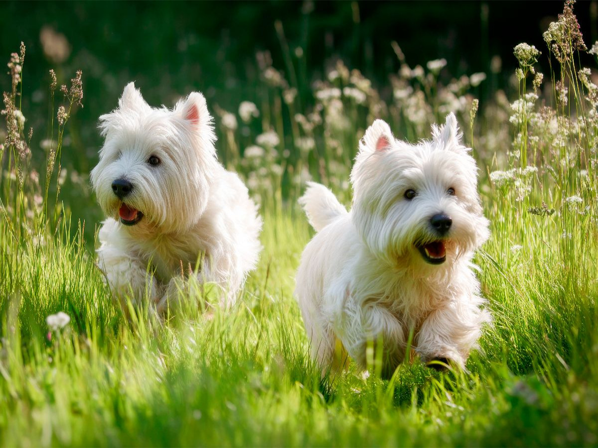 West Highland White Terrier - Abenteuer zu zweit