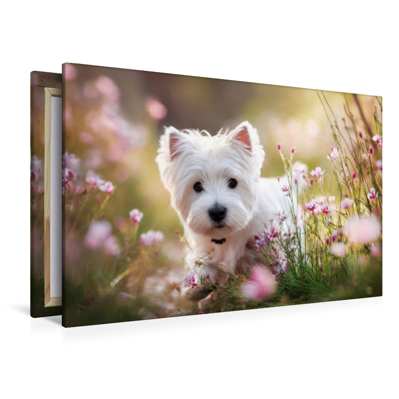 West Highland White Terrier - Mitten im Sommerglück