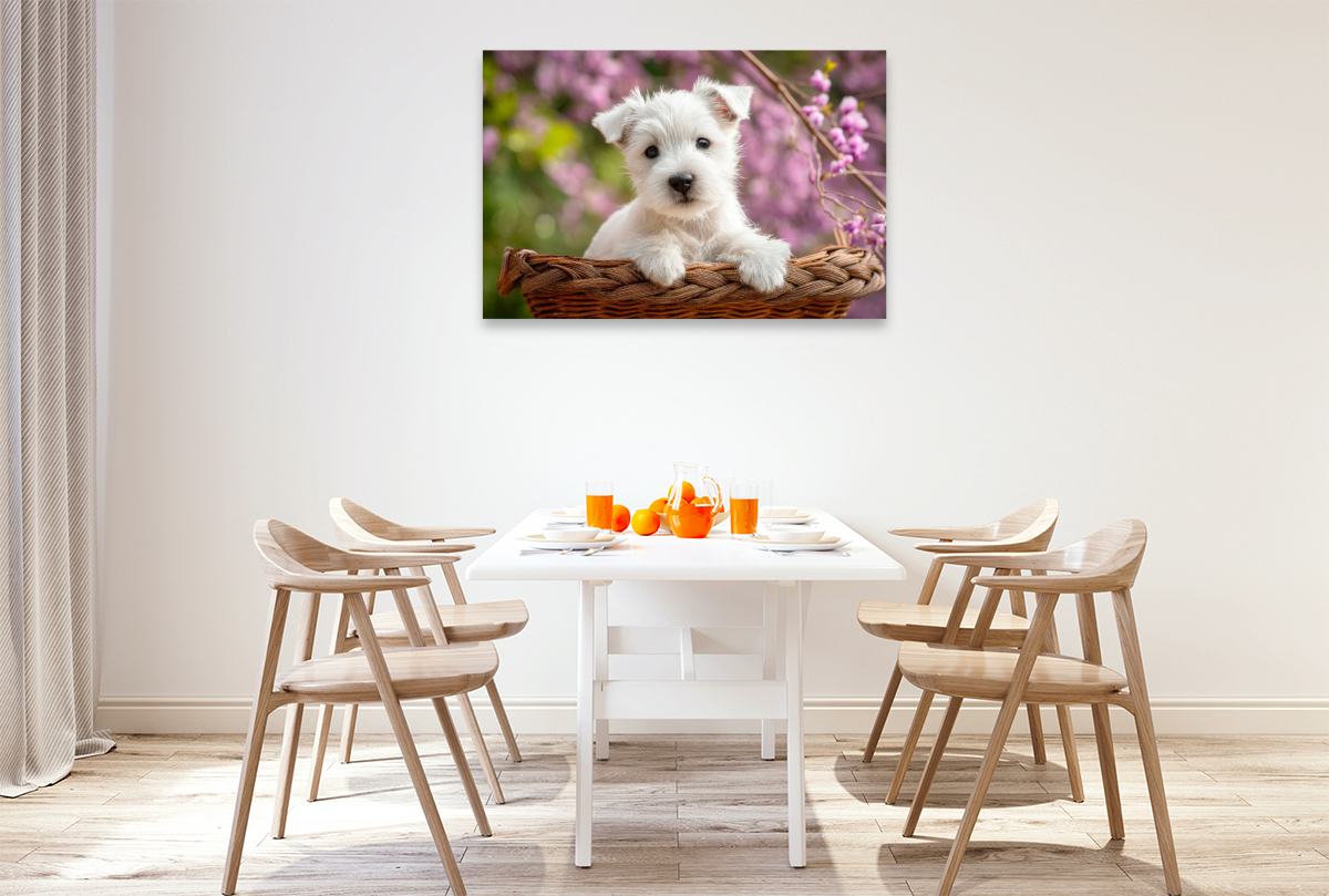 West Highland White Terrier - Kleiner Herzensbrecher