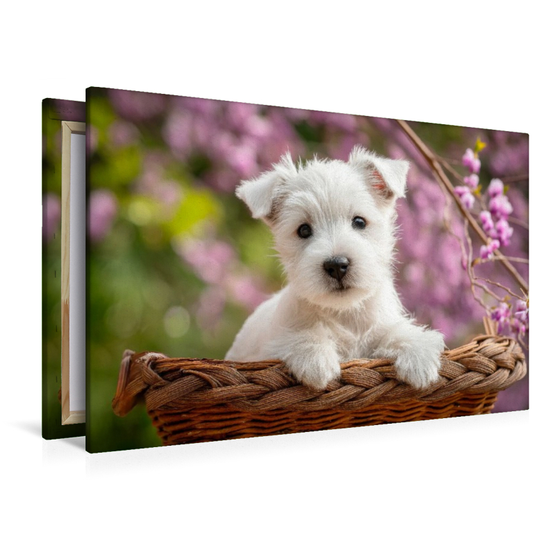West Highland White Terrier - Kleiner Herzensbrecher
