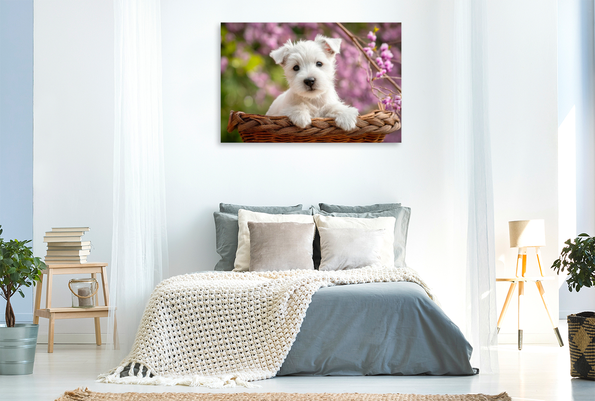 West Highland White Terrier - Kleiner Herzensbrecher