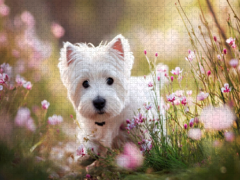 West Highland White Terrier - Mitten im Sommerglück