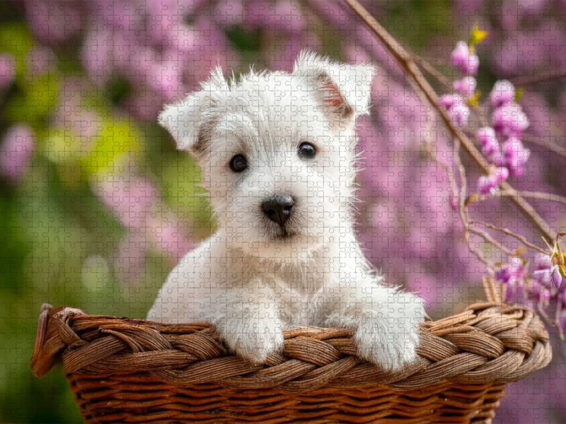 West Highland White Terrier - Kleiner Herzensbrecher