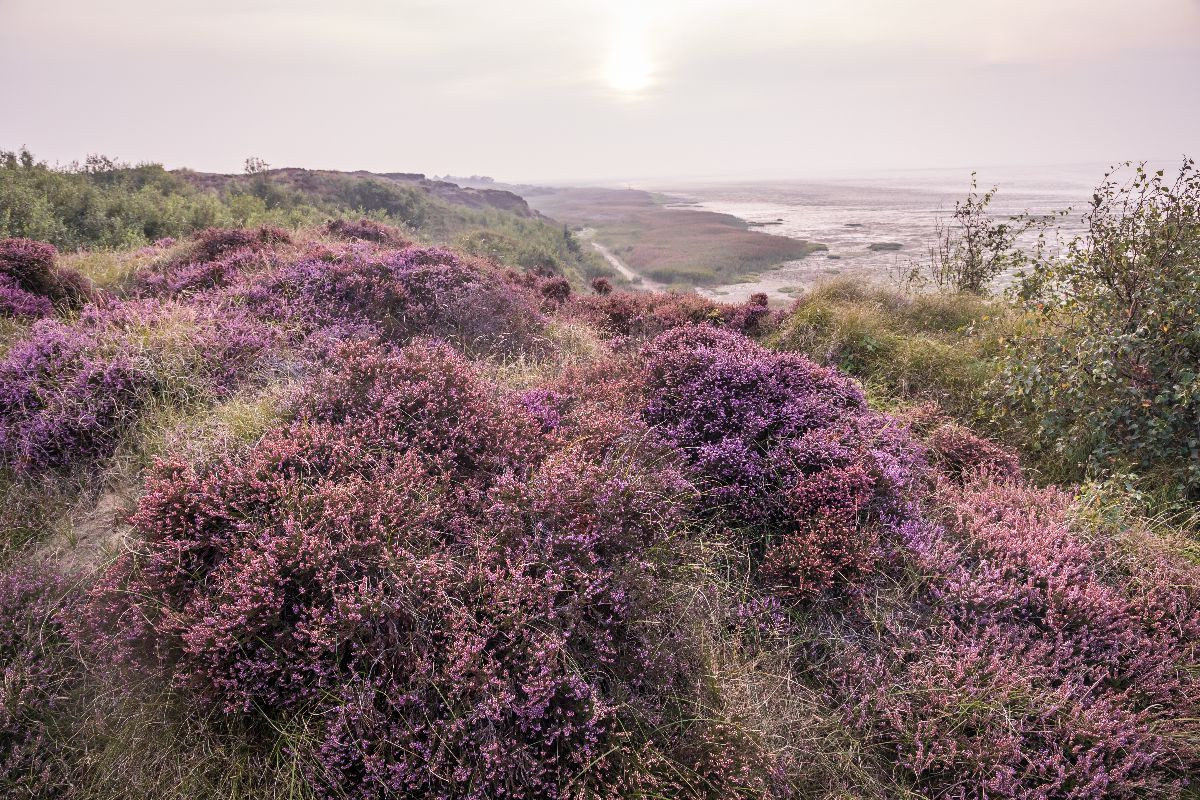 Heidelandschaft am Morsumer Kliff auf Sylt