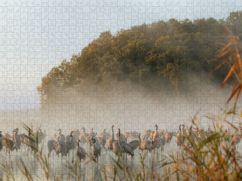 Kraniche am Schlafplatz im Morgennebel