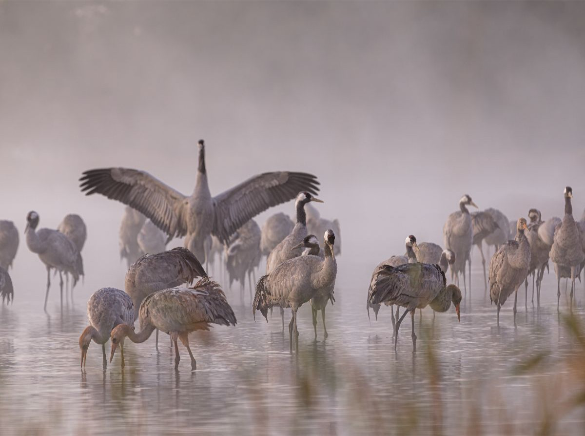 Kraniche im Morgennebel