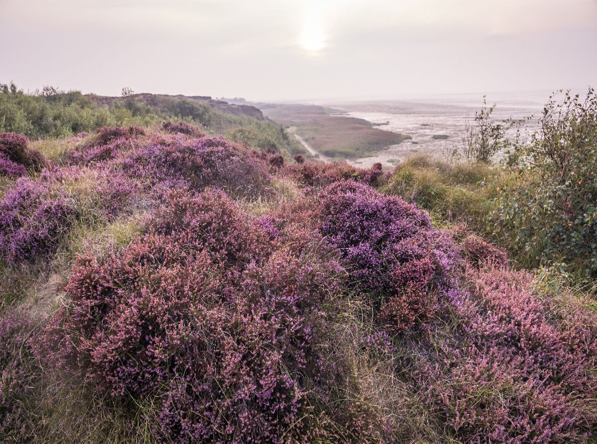 Heidelandschaft am Morsumer Kliff auf Sylt