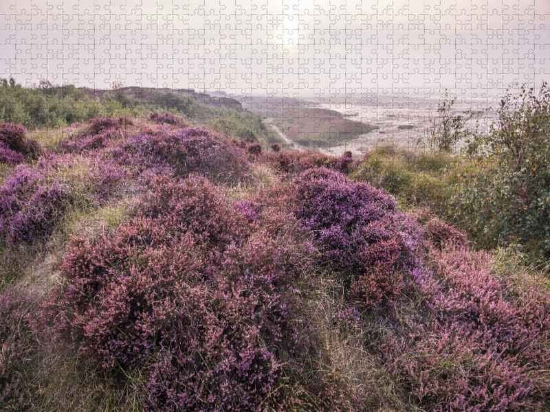 Heidelandschaft am Morsumer Kliff auf Sylt
