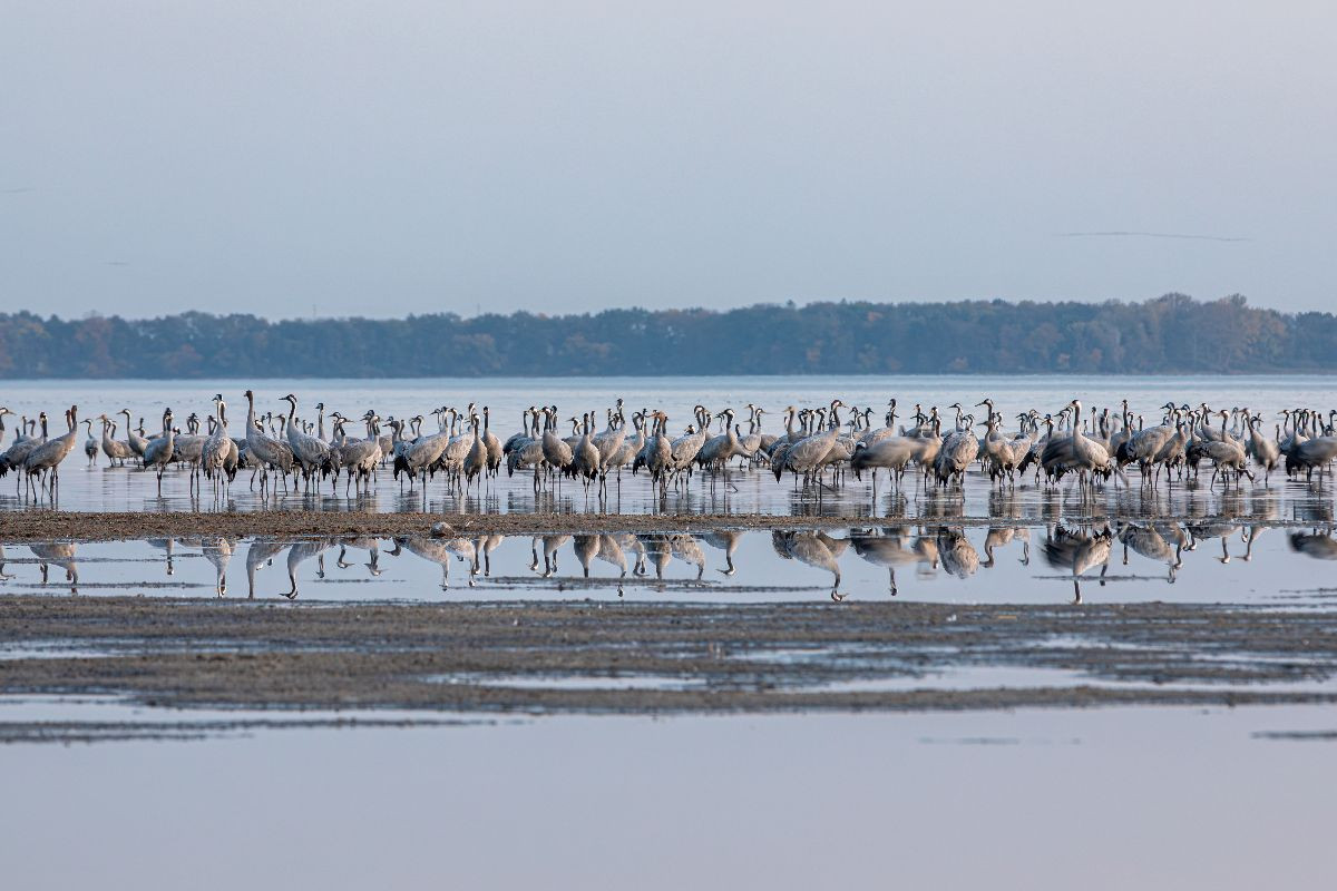 Eine Reihe von Kranichen spiegeln sich im Wasser