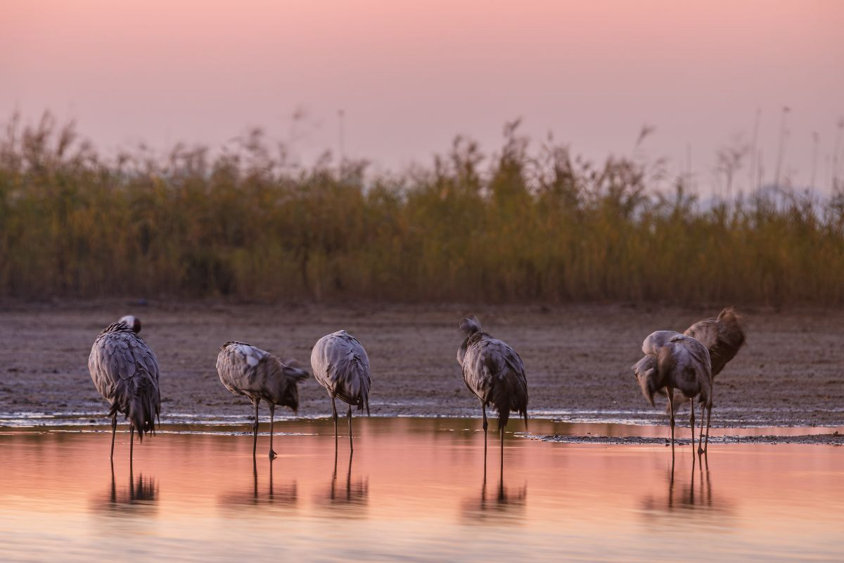 Im Wasser schlafende Kraniche im Morgenrot