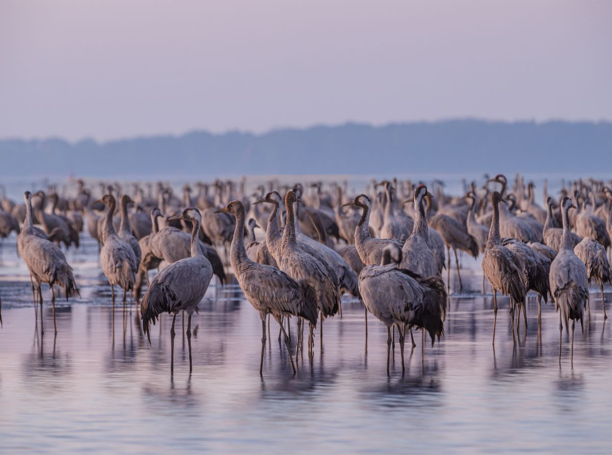 Kraniche am Schlafplatz stehen im Wasser