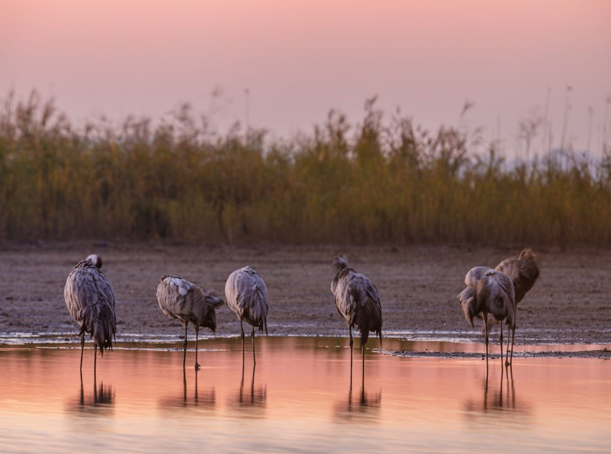 Im Wasser schlafende Kraniche im Morgenrot