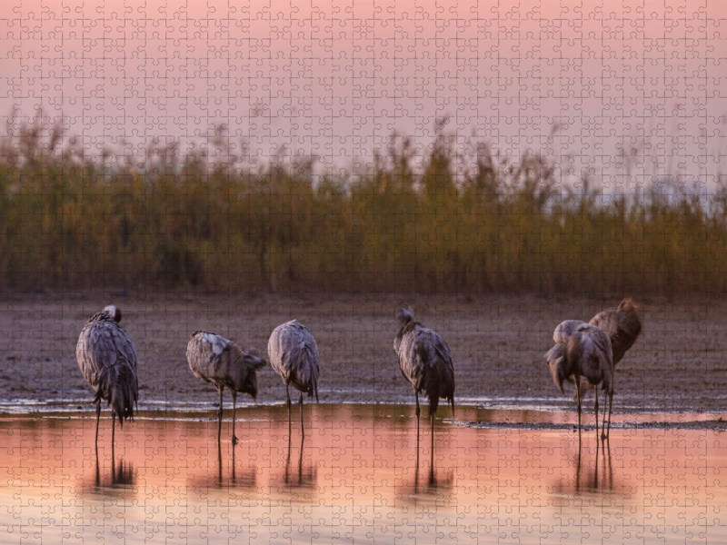 Im Wasser schlafende Kraniche im Morgenrot