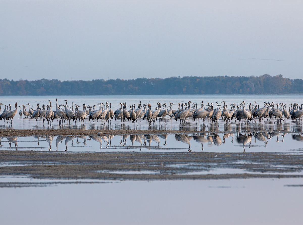 Eine Reihe von Kranichen spiegeln sich im Wasser