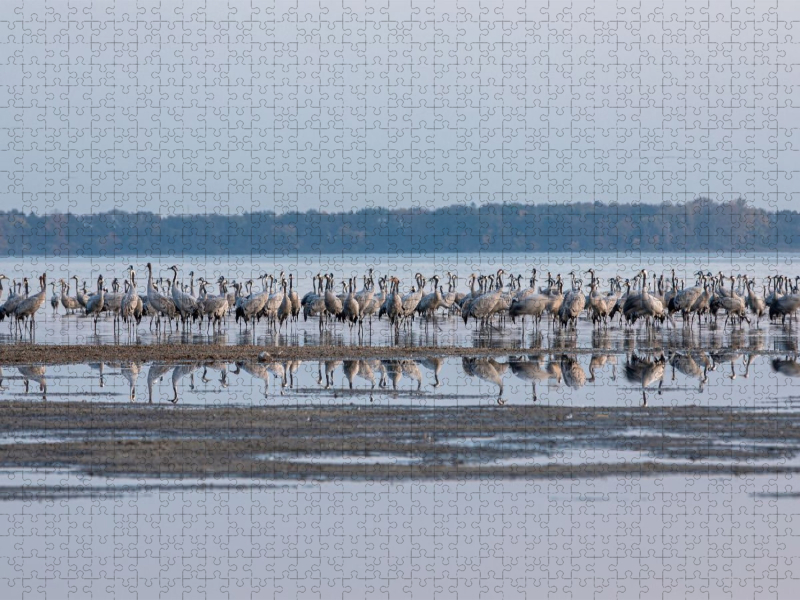 Eine Reihe von Kranichen spiegeln sich im Wasser