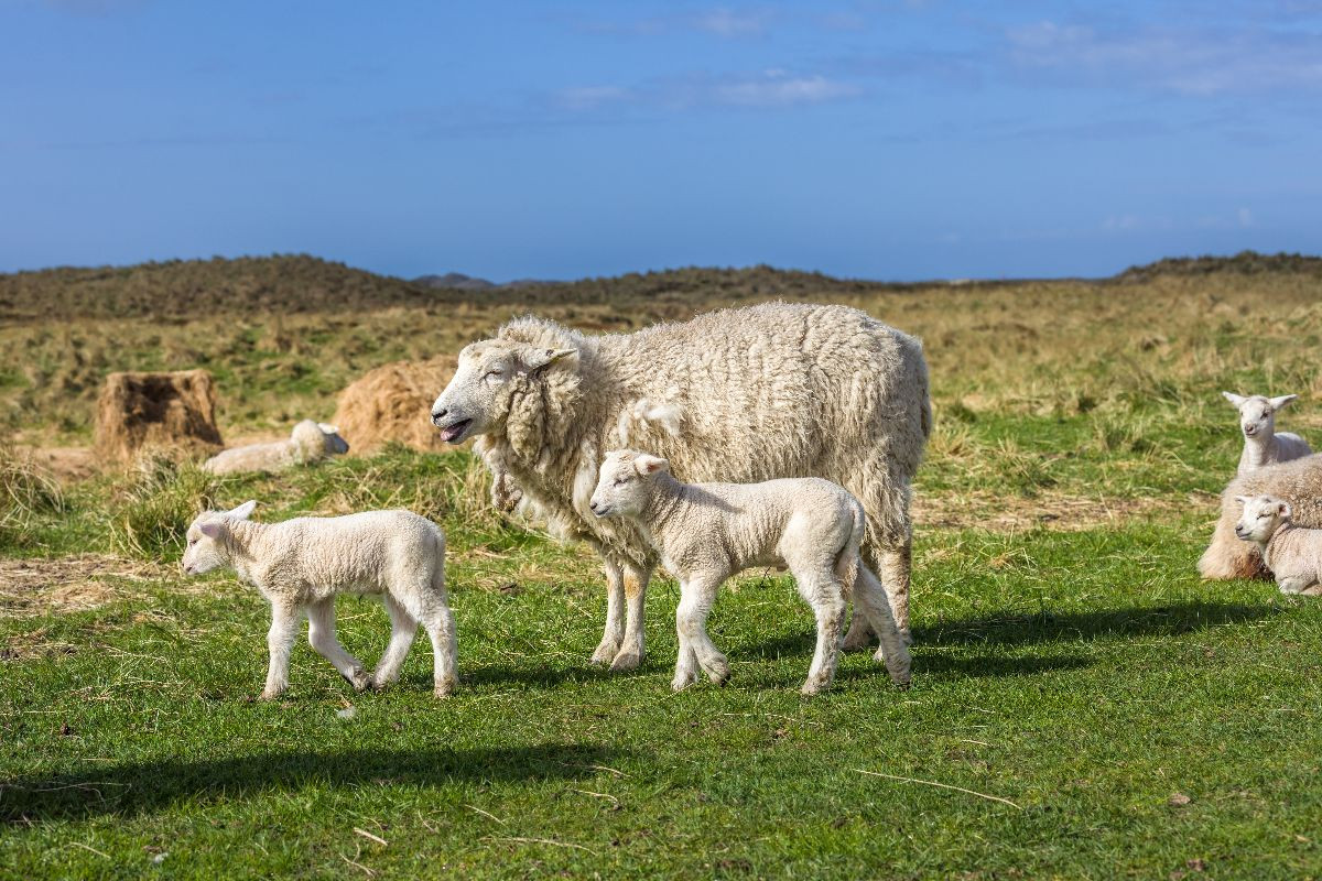 Schafidylle im Naturschutzgebiet Ellenbogen auf Sylt