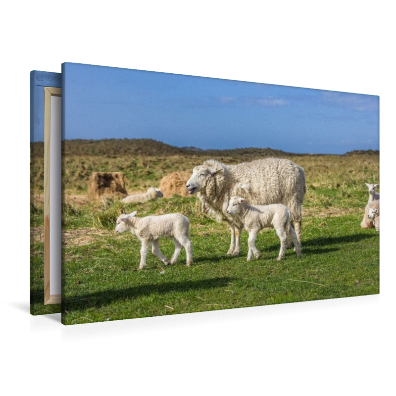 Schafidylle im Naturschutzgebiet Ellenbogen auf Sylt