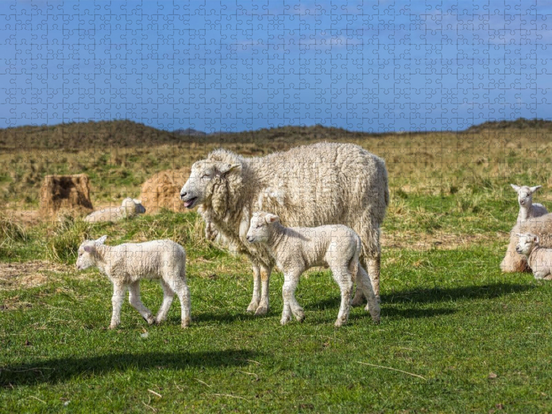 Schafidylle im Naturschutzgebiet Ellenbogen auf Sylt