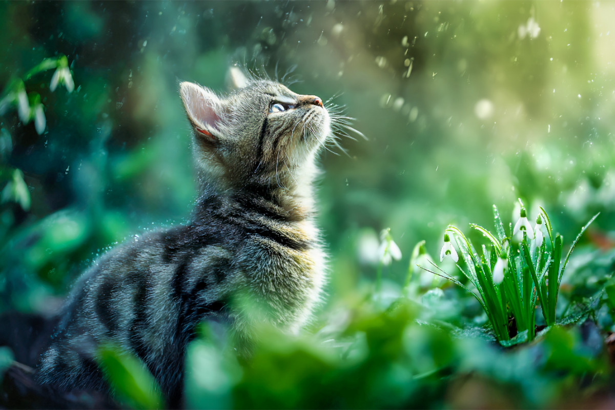Ein Motiv aus dem Kalender Schnurren & Streifen - Zwölf Monate mit Tigerkatzen