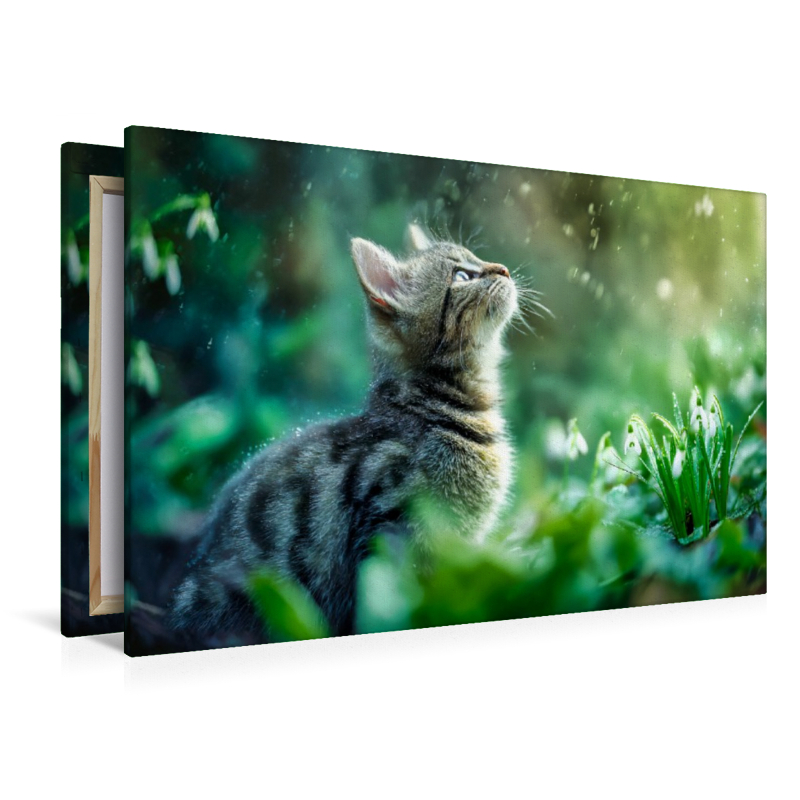 Ein Motiv aus dem Kalender Schnurren & Streifen - Zwölf Monate mit Tigerkatzen