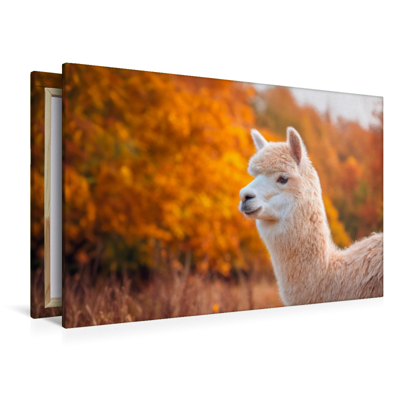 Alpaka - Goldener Herbst
