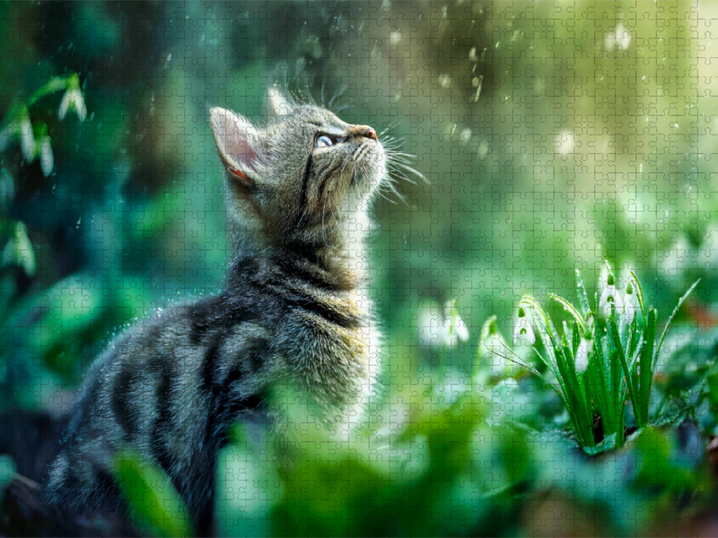 Ein Motiv aus dem Kalender Schnurren & Streifen - Zwölf Monate mit Tigerkatzen