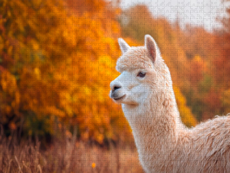 Alpaka - Goldener Herbst
