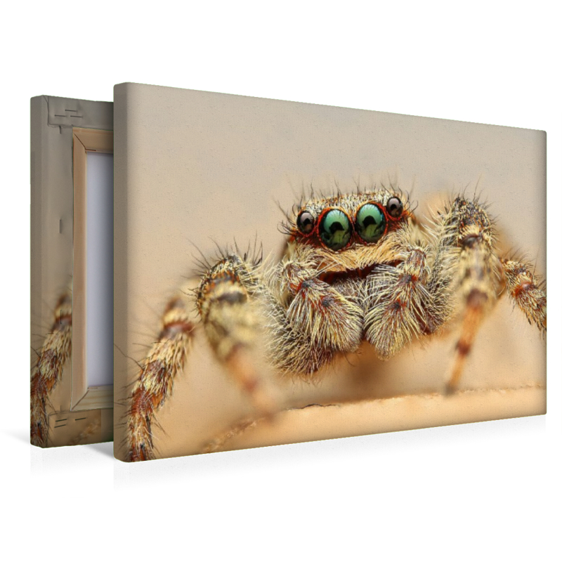 Springspinne macht grosse Augen