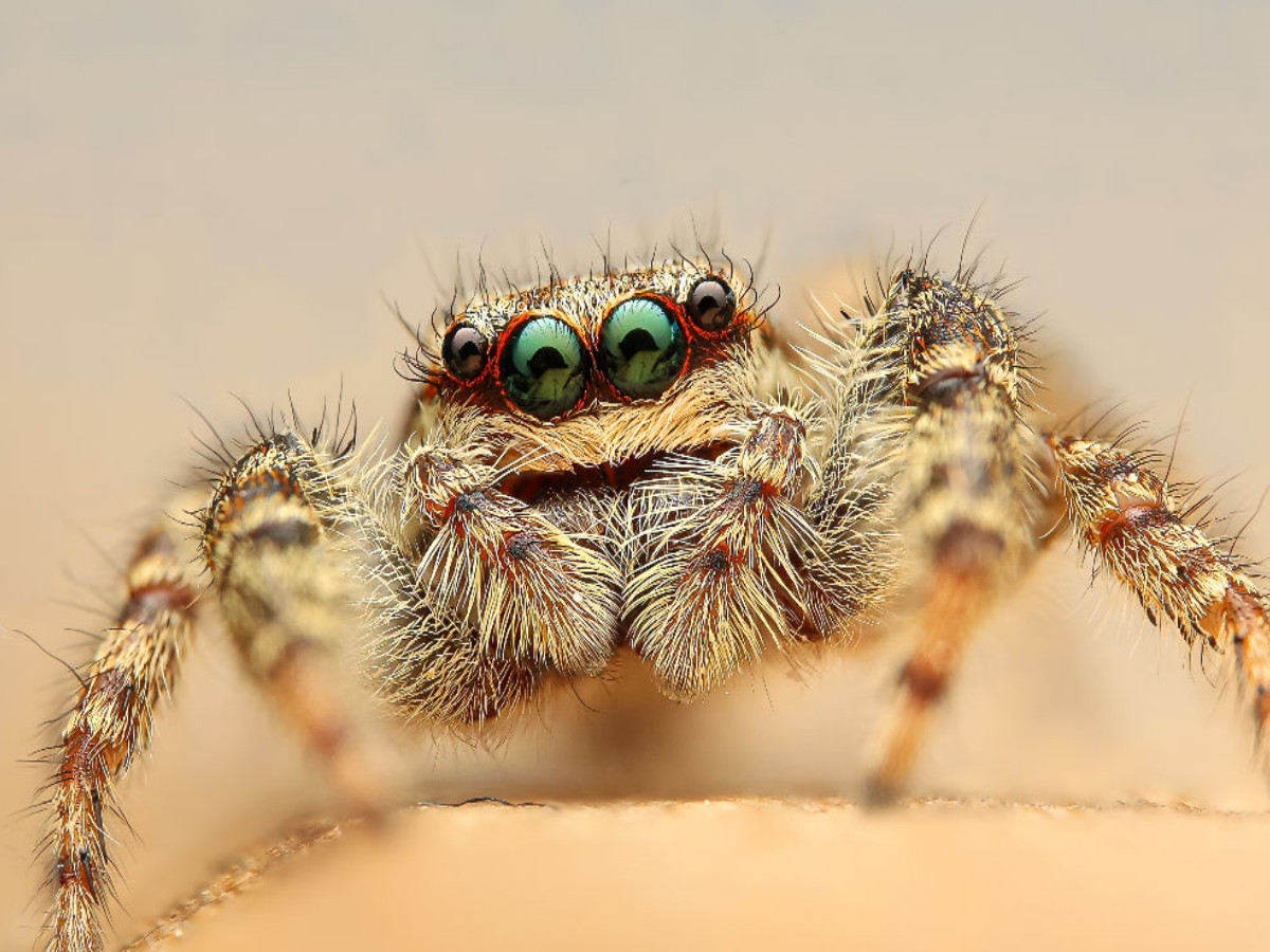 Springspinne macht grosse Augen