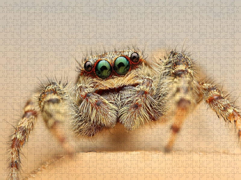 Springspinne macht grosse Augen
