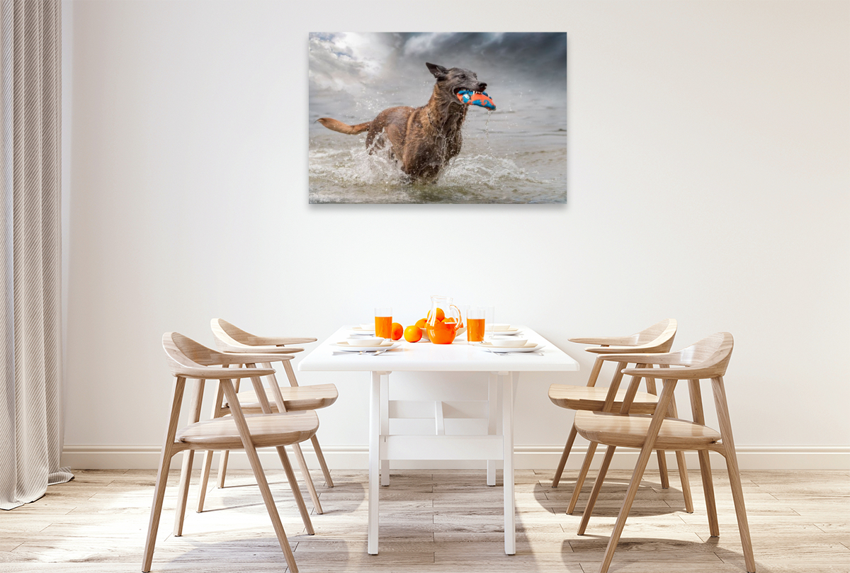 Ein Motiv aus dem Kalender Malinois - Seelen aus Feuer
