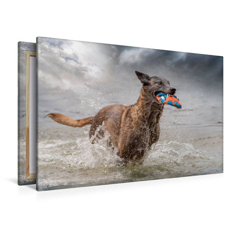 Ein Motiv aus dem Kalender Malinois - Seelen aus Feuer