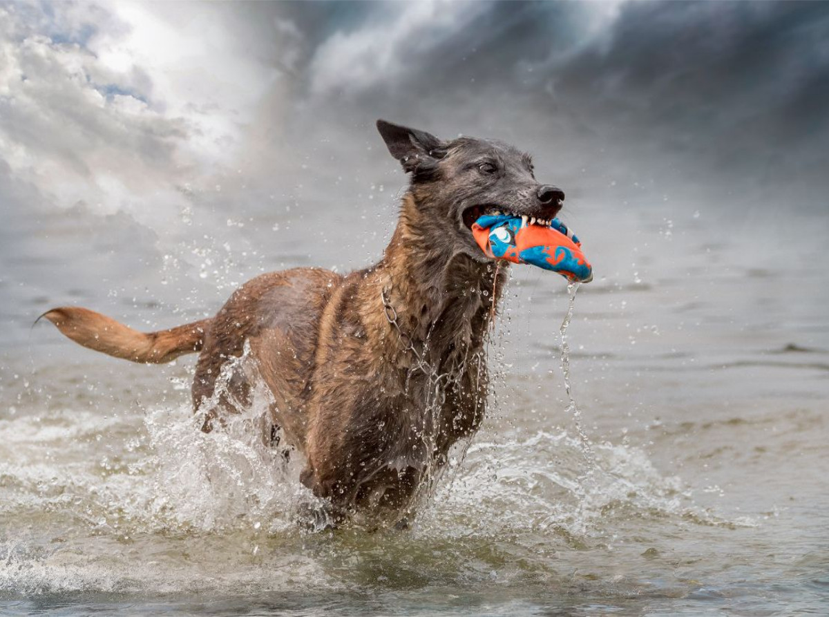 Ein Motiv aus dem Kalender Malinois - Seelen aus Feuer