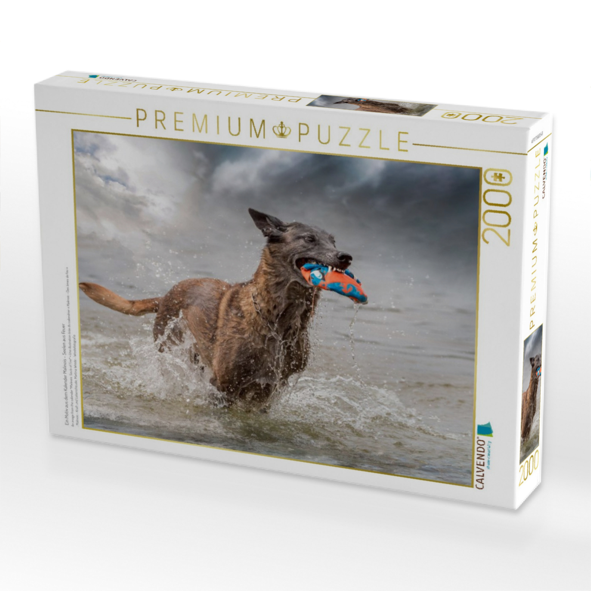 Ein Motiv aus dem Kalender Malinois - Seelen aus Feuer