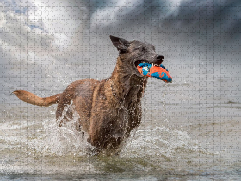 Ein Motiv aus dem Kalender Malinois - Seelen aus Feuer